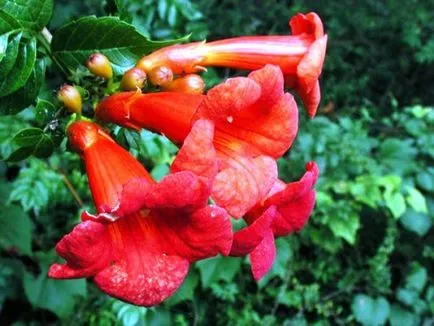 flori Curly gradina - plante de viță de vie - grădinărit pe verticală, cu propriile mâini, dând propriile sale mâini