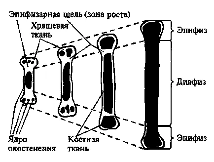 Растежът и развитието на скелета