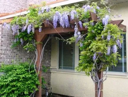 flori Curly gradina - plante de viță de vie - grădinărit pe verticală, cu propriile mâini, dând propriile sale mâini