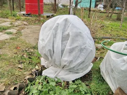 Titkok az ültetés és a növekvő áfonya kert