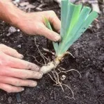 Lila, előnyei és hátrányai ennek a cserje