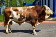 rasa Simmental, descriere rasa Simmental