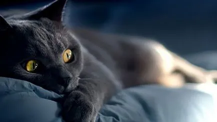 Franceză Chartreux pisica (cartezian), descriere rasa, video