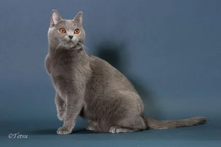 Francia Karthauzi macska (derékszögű), fajta leírás, videó
