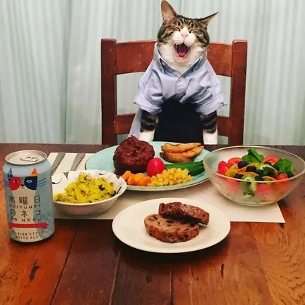 Egy erős és független macska szakács, átöltözés minden vacsorára - afigenchik!