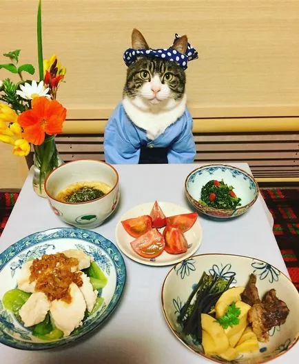 Една силна и независима котка готвач, преобличане всяка вечеря - afigenchik!