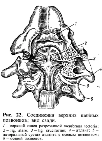 Vegyület, a gerincoszlop a koponya