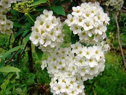 spirea vangutta