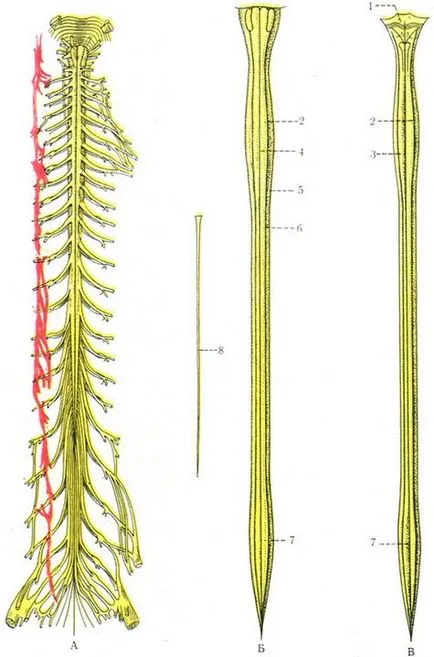 Гръбначен мозък (медула spinalis), неврология, анатомия на човека