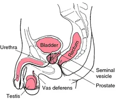 Statistica prostatita