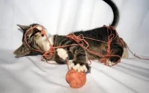 Cat Стерилизация лапароскопия или коремни коментари, нашите котки и кучета