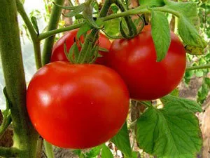 Fie că este necesară soiurilor de plante de tomate - gin, care comentarii
