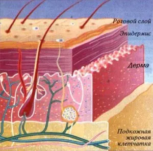 Structura epidermei pielii, derma, hipoderma