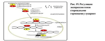 Структурата и функцията на ген