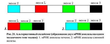 Структурата и функцията на ген