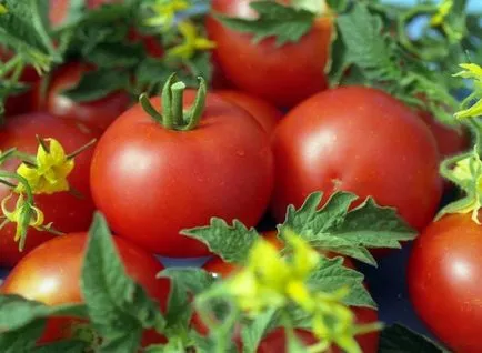 Fie că este necesară soiurilor de plante de tomate - gin, care comentarii