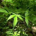 Cum de a îmbunătăți calitatea de canabis - cultivarea de canabis, marijuana, consumul de canabis în aer liber