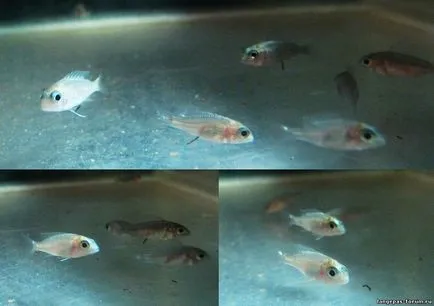 Cum să aibă grijă de RFI ciclide, pești de acvariu