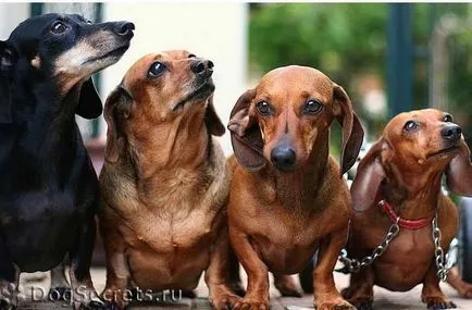 Dachshund la expoziție, expoziție de Dachshund