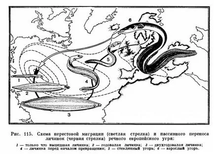 ИЙЛ тайни за разплод