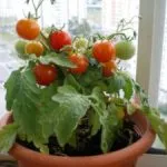 Tomate „kemerovets“ Caracterizarea și descrierea soiului