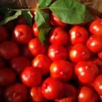 Tomate „kemerovets“ Caracterizarea și descrierea soiului