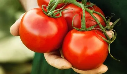 Tomate „gin“ Descriere și caracteristici, fotografii