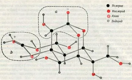 Tetrodotoxina chimic - tetrodotoxin - molecule si celule - cititor de miere