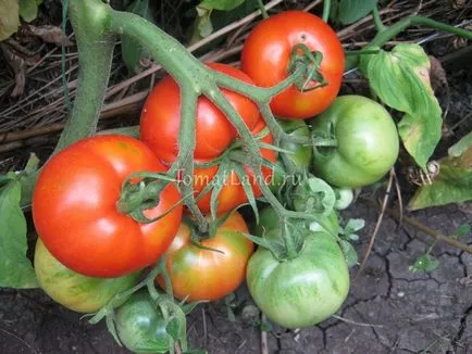 soiuri de tomate de descriere gin, recenzii, fotografii