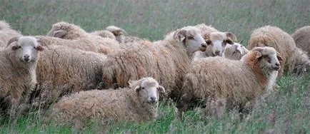 Tushinskaya порода овце, овце Tushino, грузински овце