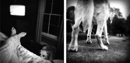 Megérintette a könnyek tisztelgés a halott kutya egy fotósorozat úrnője, a fotós, umkra