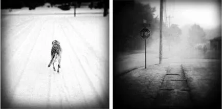 Touched până la lacrimi tribut la câine mort într-o serie de fotografii ale stăpânei ei, fotograful, umkra