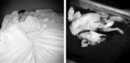 Touched până la lacrimi tribut la câine mort într-o serie de fotografii ale stăpânei ei, fotograful, umkra