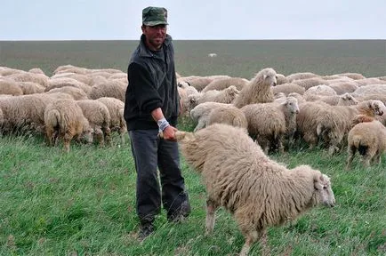 Tushinskaya rasa de oi, oi Tushino, oi georgiană