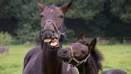 Oamenii de știință spun că calul zâmbește și grimase ca un bărbat!
