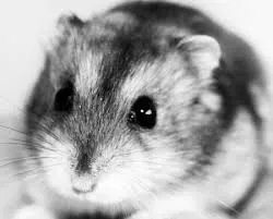 Hamsterii supurează ochii, mei animale de companie