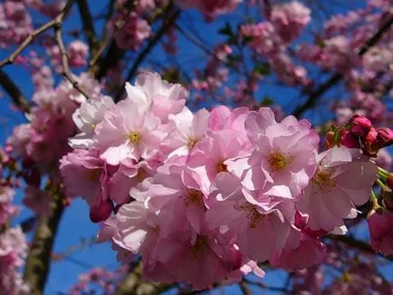 13 50pishet anahata kicsit Sakura médiaobjektum alábbiakban idézni néhány kedvenc elemek