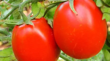 Am ales cele mai bune soiuri de tomate pentru 2017