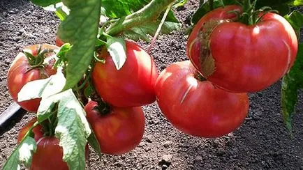 Am ales cele mai bune soiuri de tomate pentru 2017