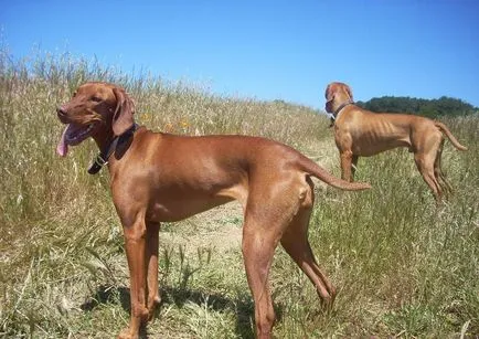 Vizsla (55 fotó) rövid hajú és hajú fajta kutyák és macskák, amelyek kölykök