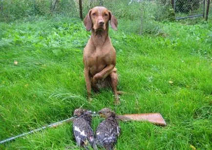 Vizsla (55 fotó) rövid hajú és hajú fajta kutyák és macskák, amelyek kölykök