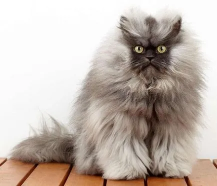 În acest post, locuit de pisica mai pufos din lume - știri blog toate fotografiile