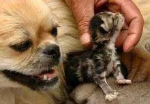 În China, câinele a dat naștere la un câine pisoi - revista de câine