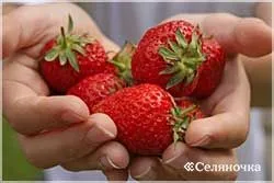 Strawberry Cultivare - selyanochka - portal pentru agricultori, agricultură, creșterea animalelor,