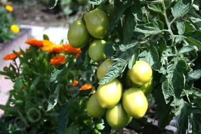 Отглеждане на разсад за домати, чушки, патладжан