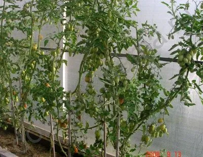 Cultivarea răsadurilor de tomate, ardei, vinete
