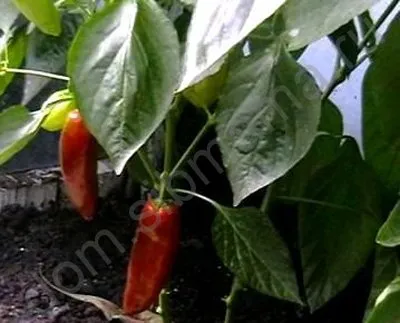Cultivarea răsadurilor de tomate, ardei, vinete