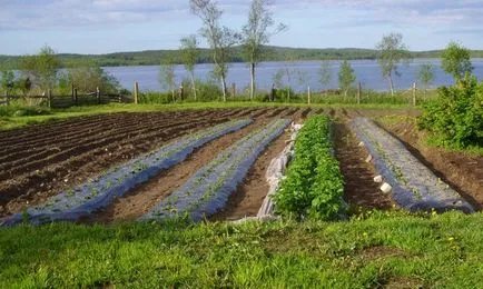 Отглеждане на ягоди финландска технология същност и предимства на метода