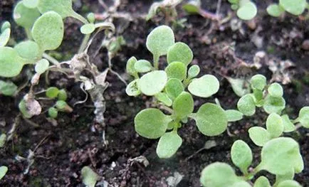 Növekvő Wallflowers (matiolla) a magokat otthon