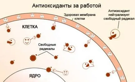 Какви храни съдържат антиоксиданти